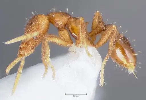 Strumigenys lura specimen CASENT0005591 image casent0005591_3