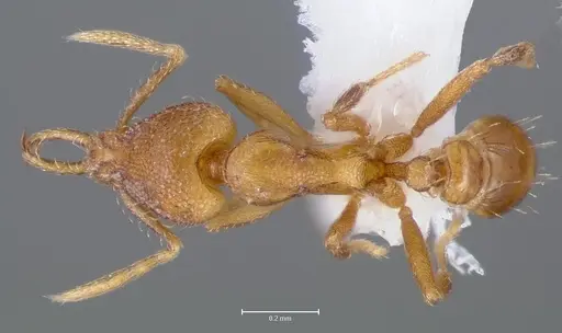 Strumigenys lura specimen CASENT0005592 image casent0005592_1