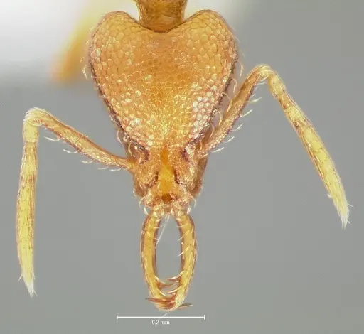 Strumigenys lura specimen CASENT0005592 image casent0005592_2