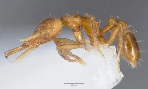 Strumigenys lura specimen CASENT0005592 image casent0005592_3