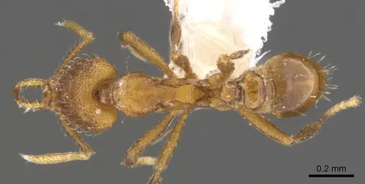 Strumigenys lura specimen CASENT0900729 image casent0900729_1