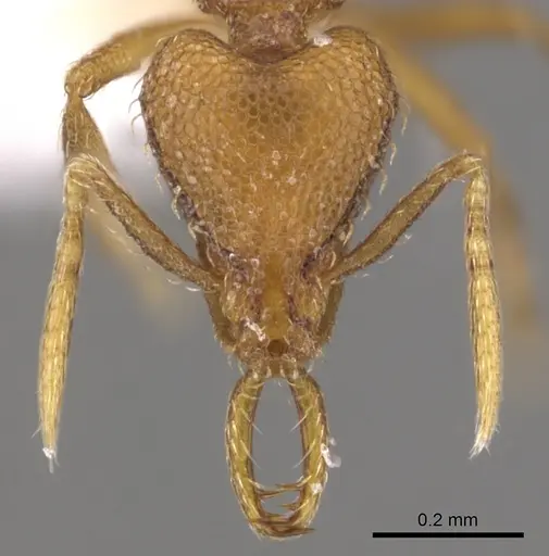 Strumigenys lura specimen CASENT0900729 image casent0900729_2
