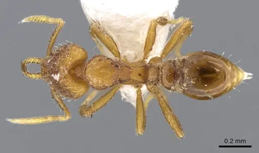 Strumigenys lura specimen CASENT0914767 image casent0914767_1