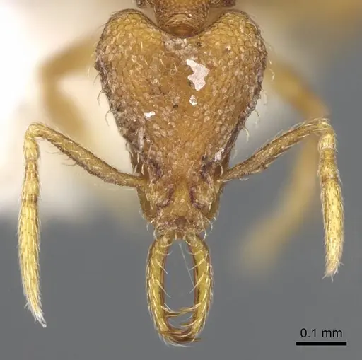 Strumigenys lura specimen CASENT0914767 image casent0914767_2