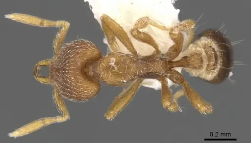 Strumigenys lycosa specimen CASENT0900910 image casent0900910_1