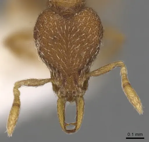 Strumigenys lycosa specimen CASENT0900910 image casent0900910_2