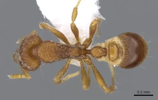 Strumigenys lycosa specimen CASENT0914844 image casent0914844_1