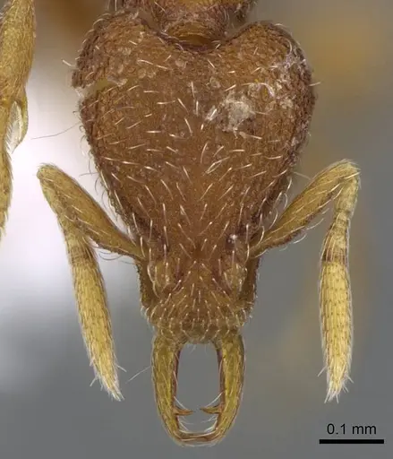 Strumigenys lycosa specimen CASENT0914844 image casent0914844_2