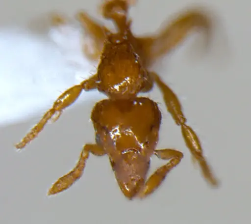 Strumigenys lygatrix specimen ANTWEB1047738 image antweb1047738_1
