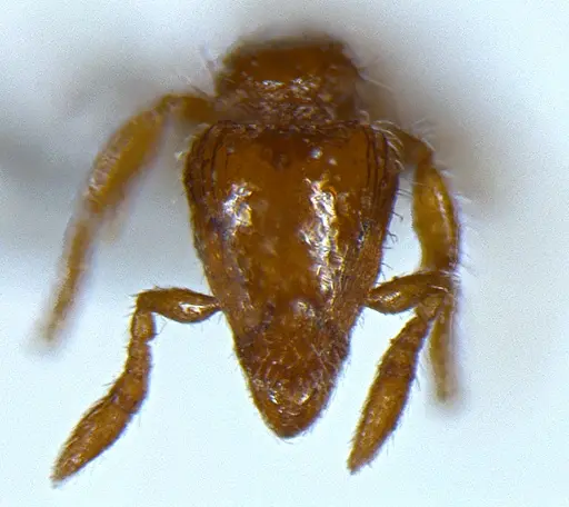 Strumigenys lygatrix specimen ANTWEB1047738 image antweb1047738_2