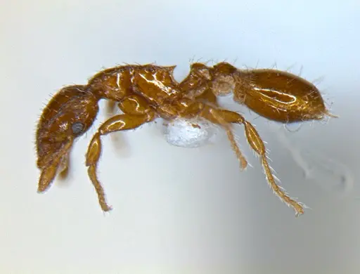 Strumigenys lygatrix specimen ANTWEB1047738 image antweb1047738_3