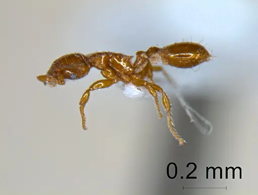 Strumigenys lygatrix specimen ANTWEB1047738 image antweb1047738_4