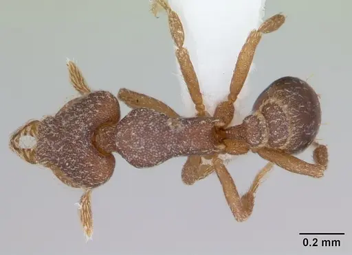 Strumigenys lyroessa specimen CASENT0001748 image casent0001748_1