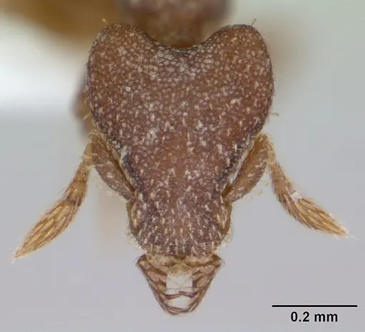 Strumigenys lyroessa specimen CASENT0001748 image casent0001748_2