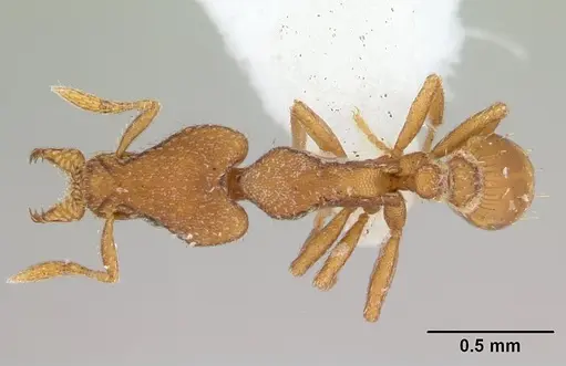 Strumigenys lyroessa specimen CASENT0178472 image casent0178472_1