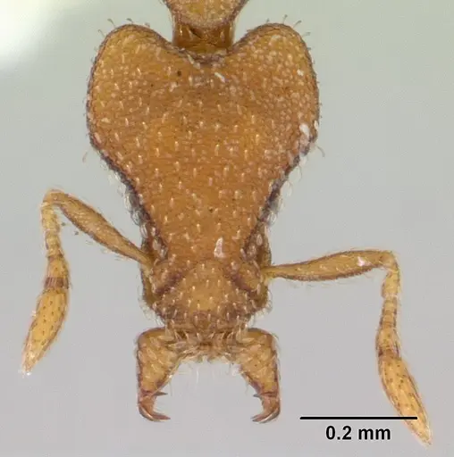 Strumigenys lyroessa specimen CASENT0178472 image casent0178472_2