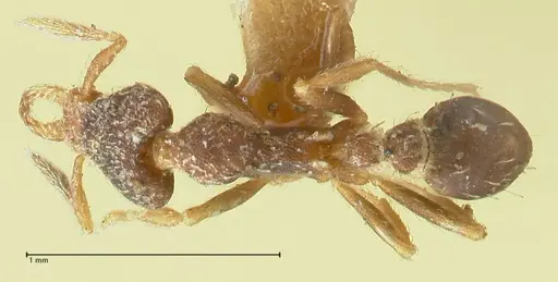 Strumigenys lyroessa specimen FOCOL2155 image focol2155_1