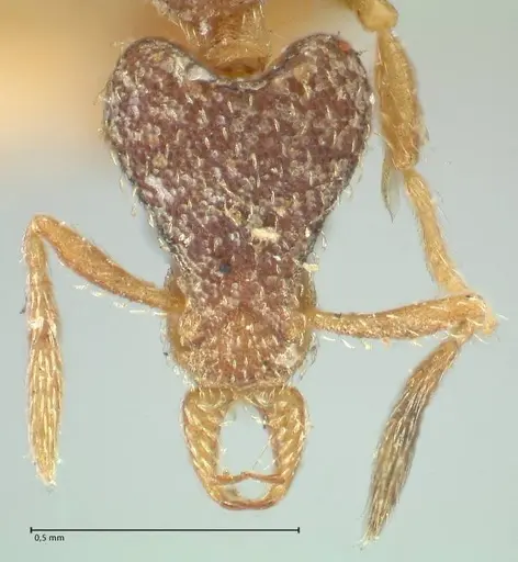Strumigenys lyroessa specimen FOCOL2155 image focol2155_2