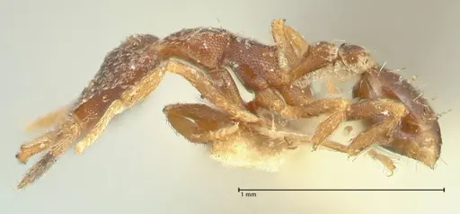 Strumigenys lyroessa specimen FOCOL2155 image focol2155_3