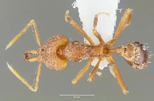 Strumigenys lysis specimen CASENT0005596 image casent0005596_1