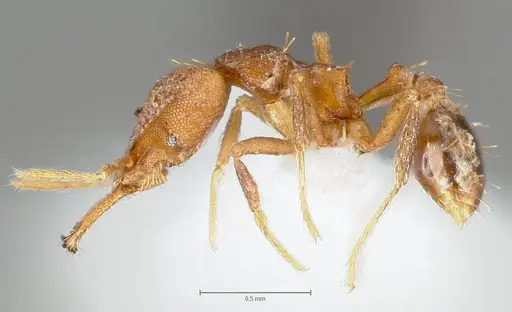 Strumigenys lysis specimen CASENT0005596 image casent0005596_3