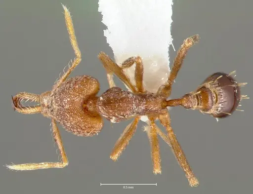 Strumigenys lysis specimen CASENT0005597 image casent0005597_1