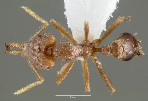 Strumigenys lysis specimen CASENT0005598 image casent0005598_1