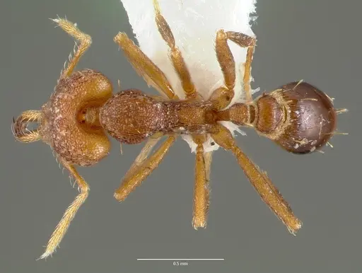 Strumigenys lysis specimen CASENT0005599 image casent0005599_1