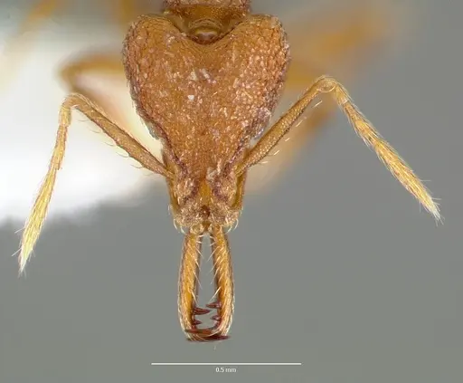 Strumigenys lysis specimen CASENT0005599 image casent0005599_2