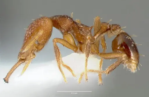 Strumigenys lysis specimen CASENT0005599 image casent0005599_3