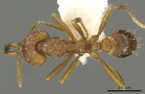 Strumigenys lysis specimen CASENT0900708 image casent0900708_1