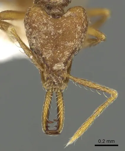 Strumigenys lysis specimen CASENT0900708 image casent0900708_2
