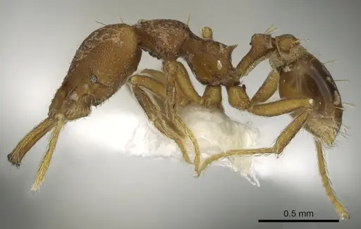 Strumigenys lysis specimen CASENT0900708 image casent0900708_3
