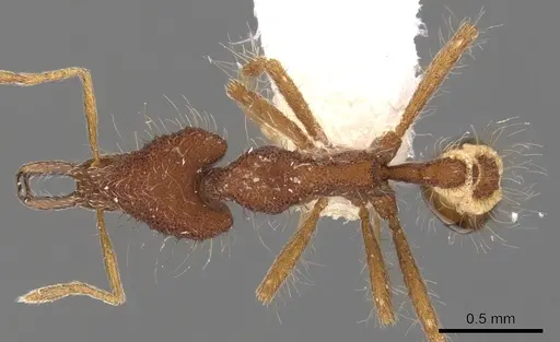Strumigenys macerina specimen CASENT0900792 image casent0900792_1