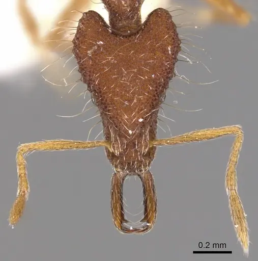 Strumigenys macerina specimen CASENT0900792 image casent0900792_2