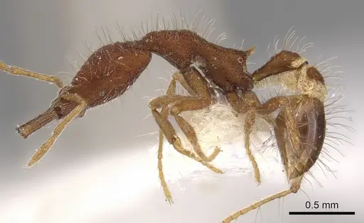 Strumigenys macerina specimen CASENT0900792 image casent0900792_3
