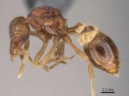 Strumigenys macgowni specimen CASENT0747059 image casent0747059_3