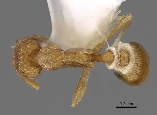 Strumigenys macgowni specimen CASENT0799753 image casent0799753_1