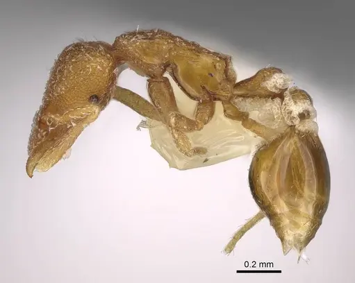 Strumigenys macgowni specimen CASENT0799753 image casent0799753_3
