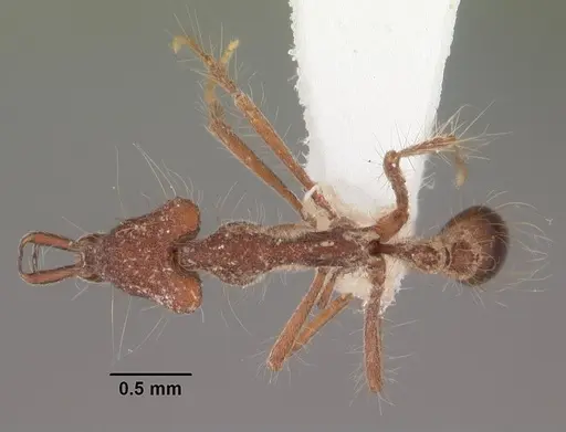Strumigenys magnifica specimen CASENT0102575 image casent0102575_1