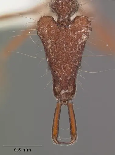 Strumigenys magnifica specimen CASENT0102575 image casent0102575_2