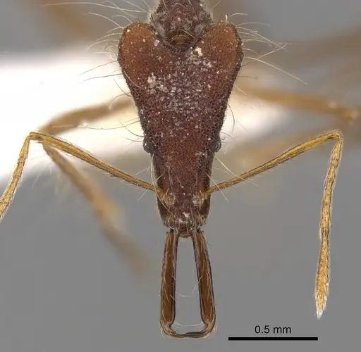Strumigenys magnifica specimen CASENT0900755 image casent0900755_2