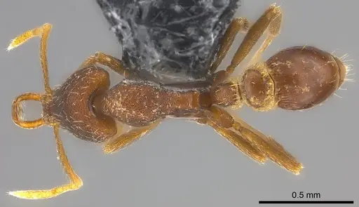 Strumigenys mailei specimen CASENT0186741 image casent0186741_1