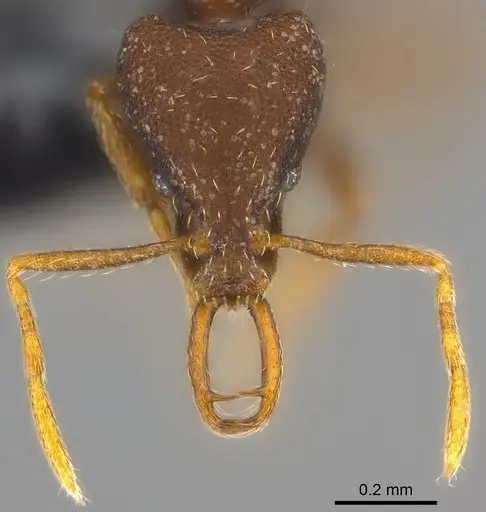 Strumigenys mailei specimen CASENT0186741 image casent0186741_2