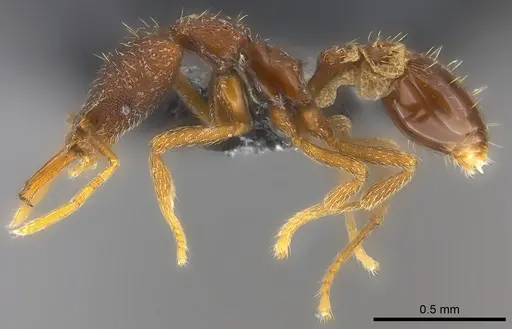 Strumigenys mailei specimen CASENT0186741 image casent0186741_3