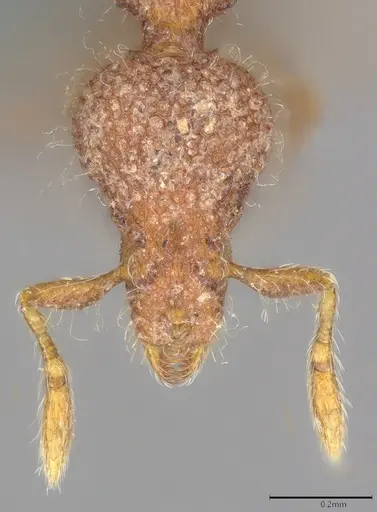 Strumigenys malaplax specimen CASENT0785675 image casent0785675_1