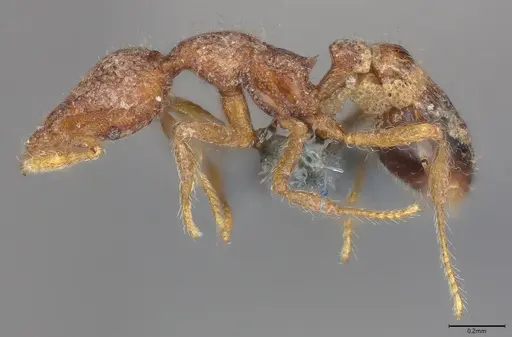 Strumigenys malaplax specimen CASENT0785675 image casent0785675_2