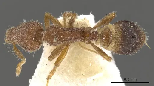 Strumigenys malaplax specimen CASENT0900092 image casent0900092_1