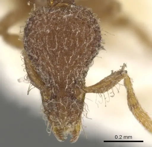 Strumigenys malaplax specimen CASENT0900092 image casent0900092_2