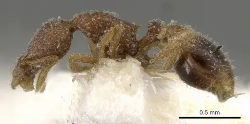 Strumigenys malaplax specimen CASENT0900092 image casent0900092_3